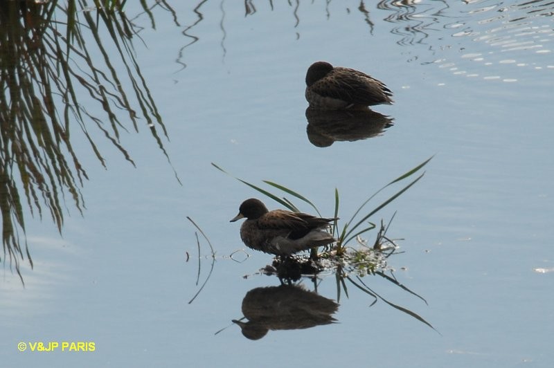 Yellow-billed Teal - ML642528723