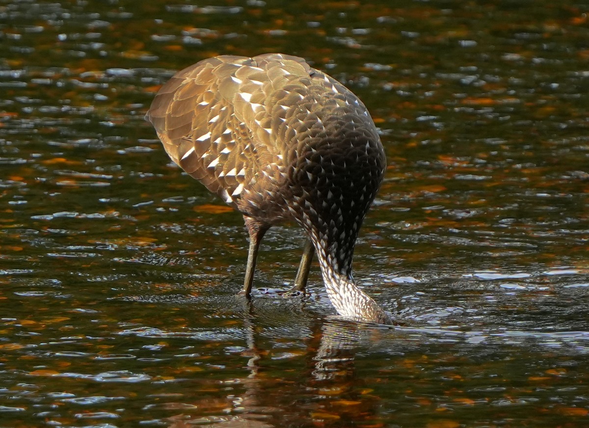 Limpkin - ML642528730