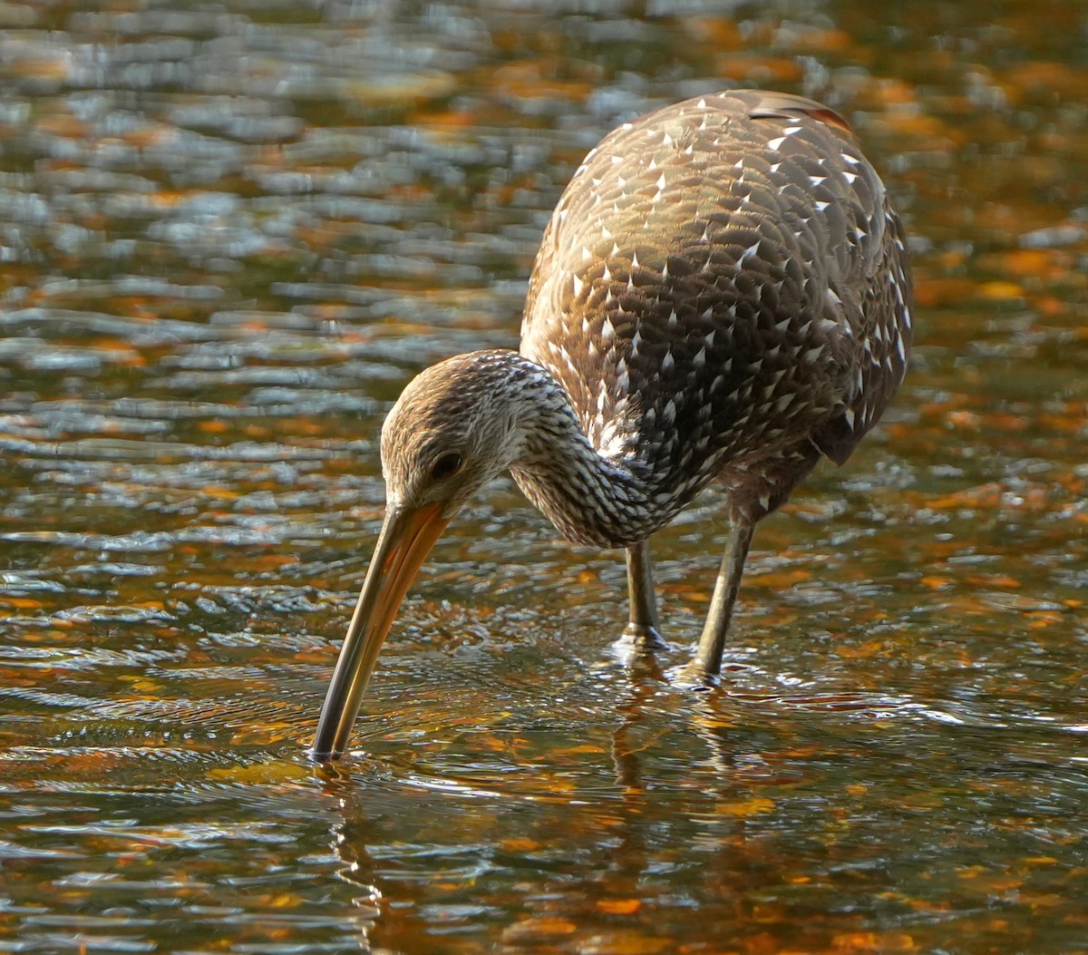 Limpkin - ML642528744