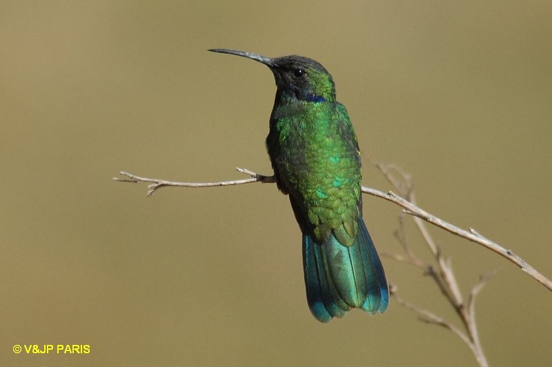Sparkling Violetear - ML642528751