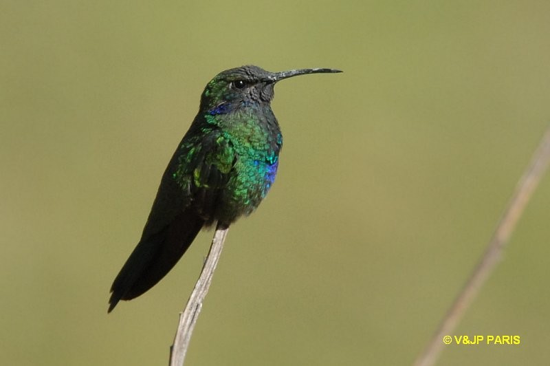 Sparkling Violetear - ML642528752