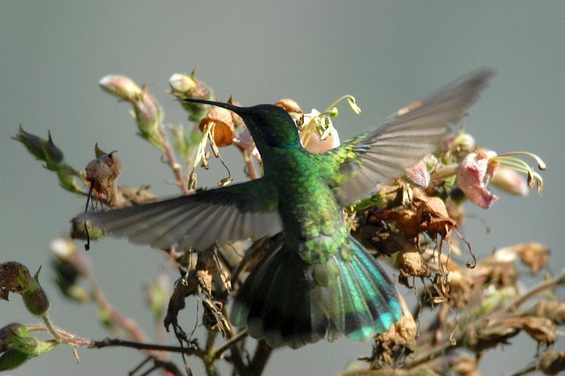 Sparkling Violetear - ML642528753