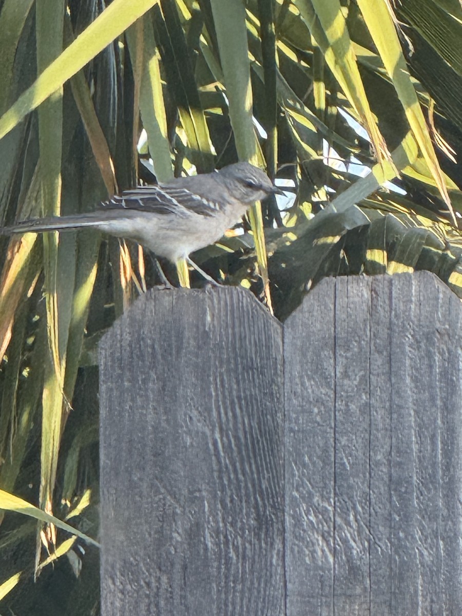 Northern Mockingbird - ML642528756