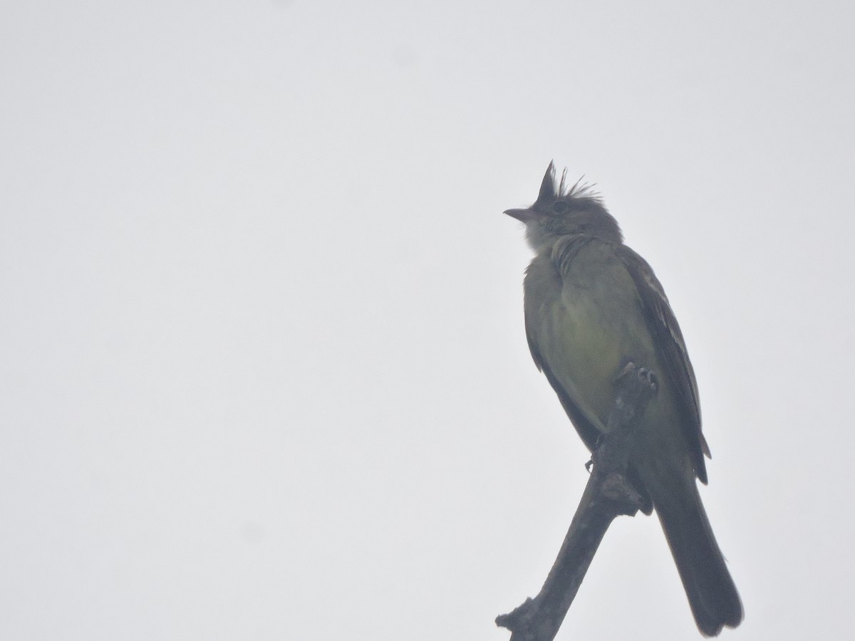 Mottle-backed Elaenia - ML642528757