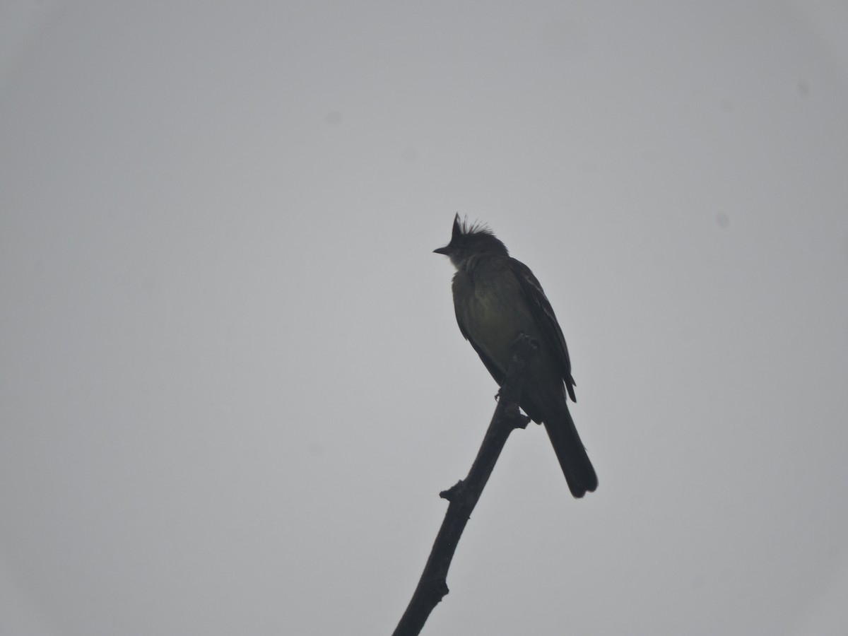 Mottle-backed Elaenia - ML642528758