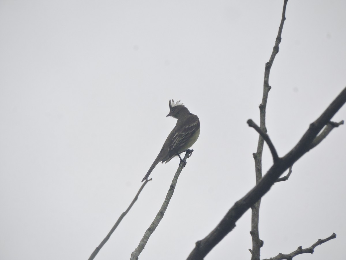 Mottle-backed Elaenia - ML642528759