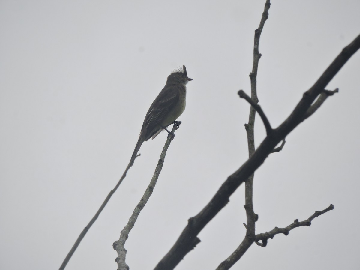 Mottle-backed Elaenia - ML642528760