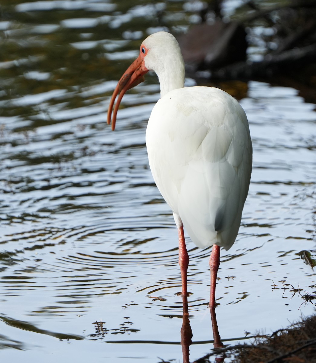 White Ibis - ML642528766