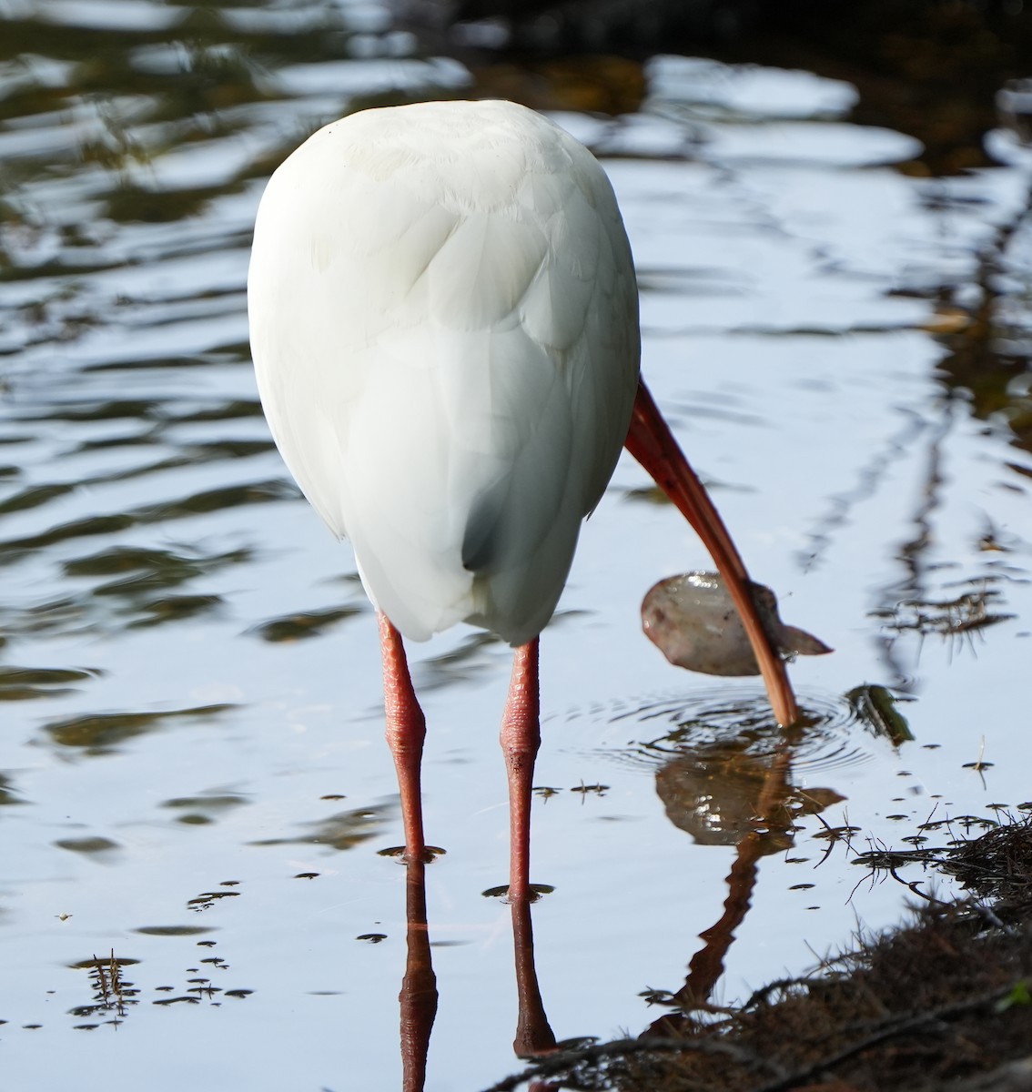 White Ibis - ML642528773
