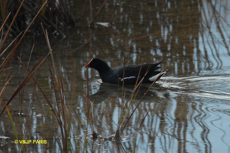 Common Gallinule - ML642528790