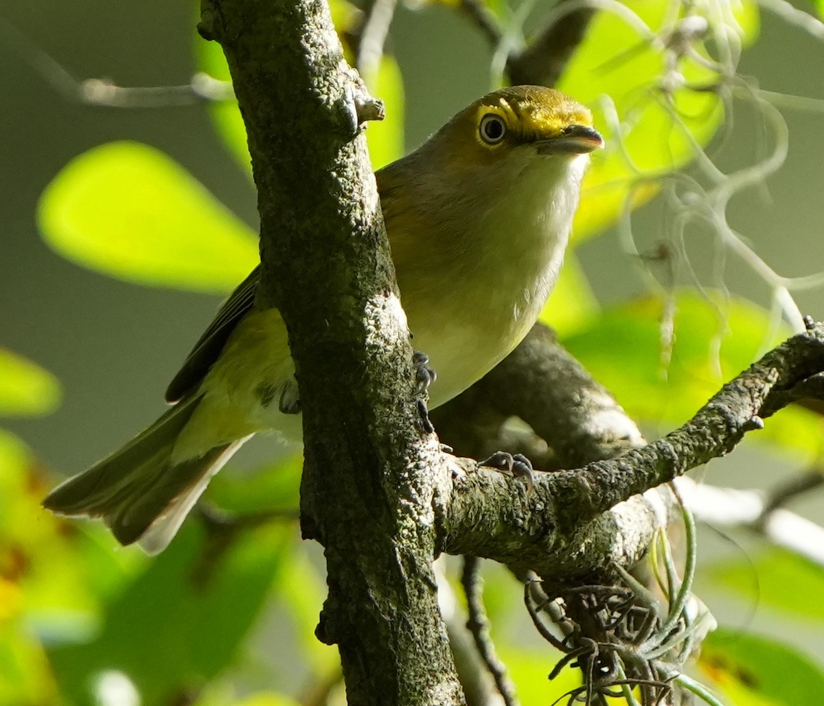 White-eyed Vireo - ML642528798