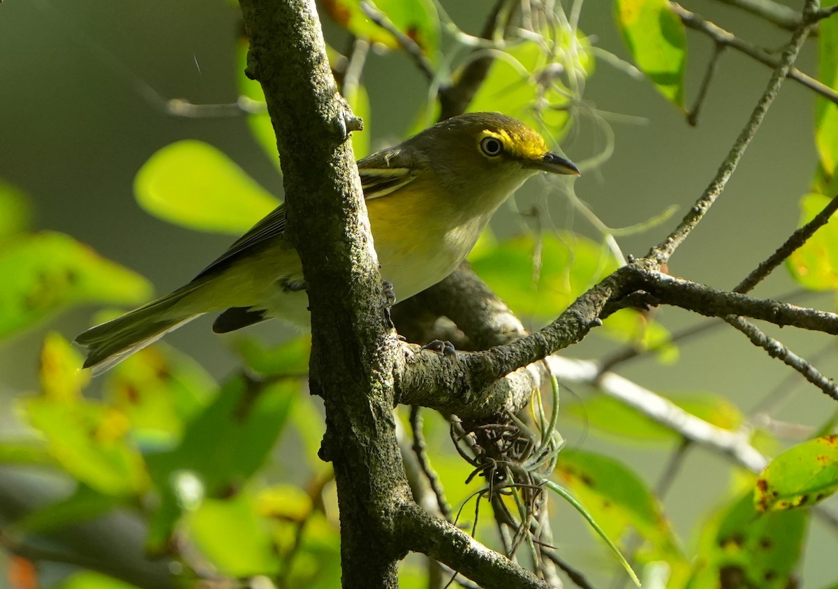 White-eyed Vireo - ML642528815