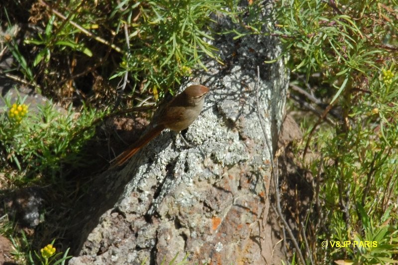 Rusty-fronted Canastero - ML642528844