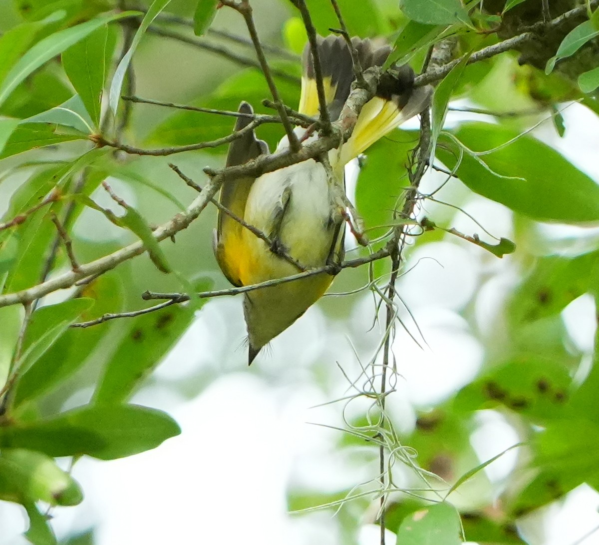 American Redstart - ML642528846