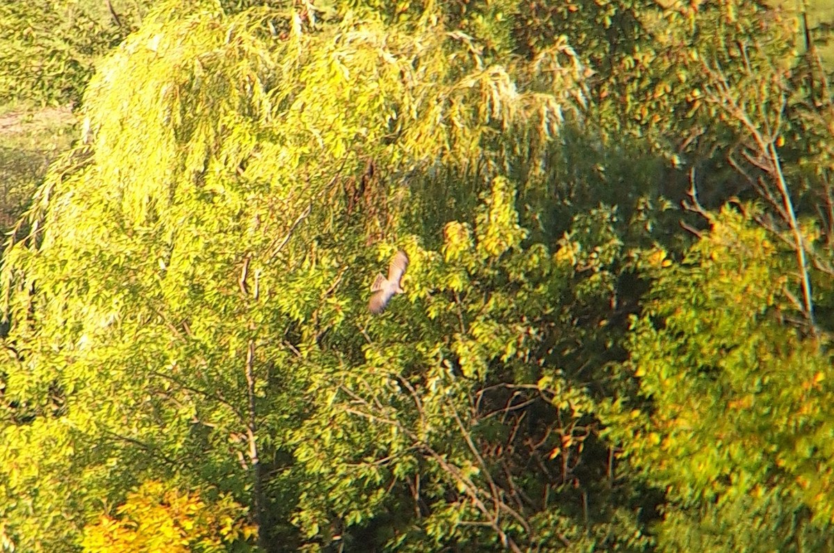 Sharp-shinned Hawk - ML642528850
