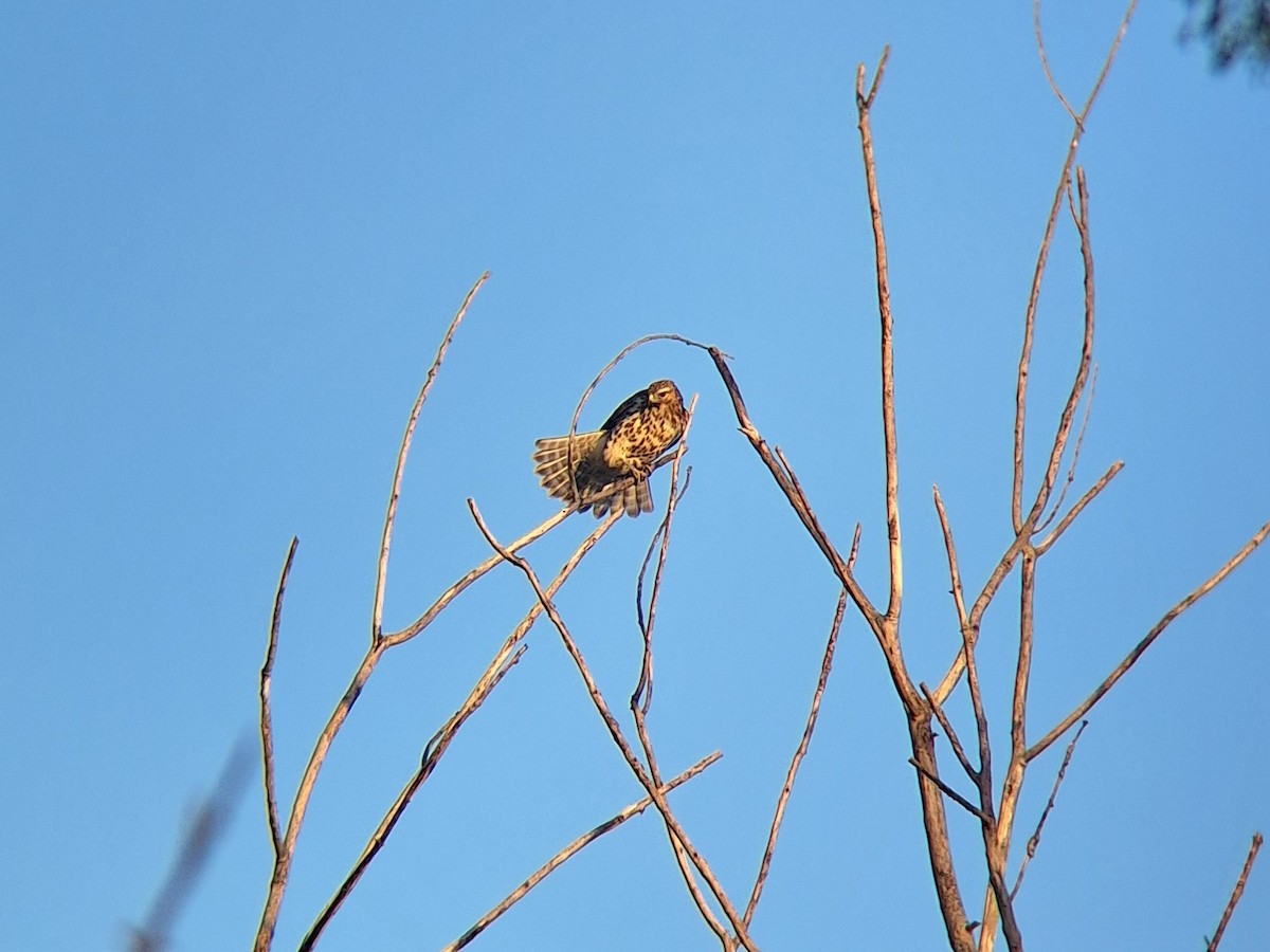 Red-shouldered Hawk - ML642528856
