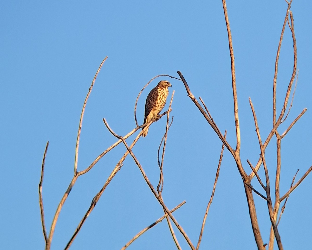 Red-shouldered Hawk - ML642528857