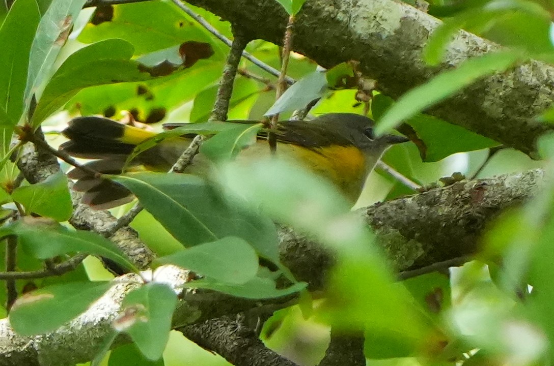 American Redstart - ML642528864