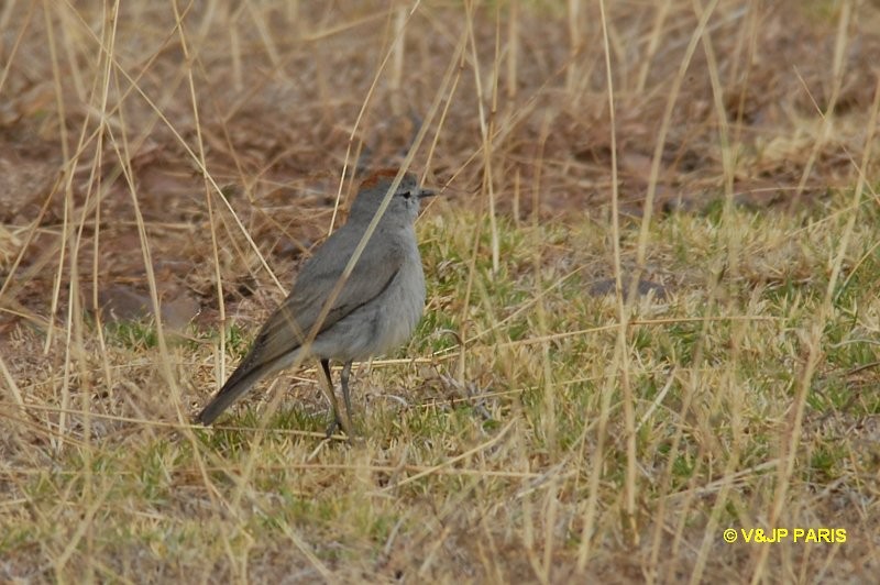 Rufous-naped Ground-Tyrant - ML642528867