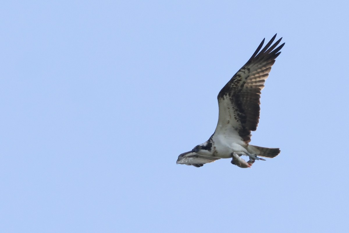Osprey - ML642528868
