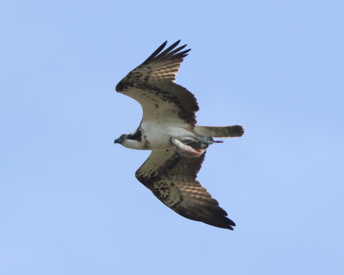 Osprey - ML642528874