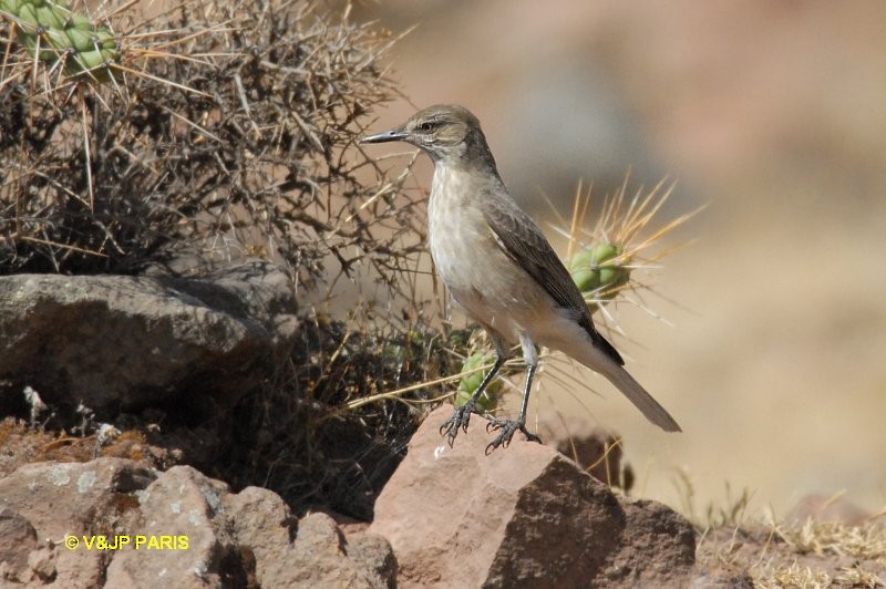 Black-billed Shrike-Tyrant - ML642528875