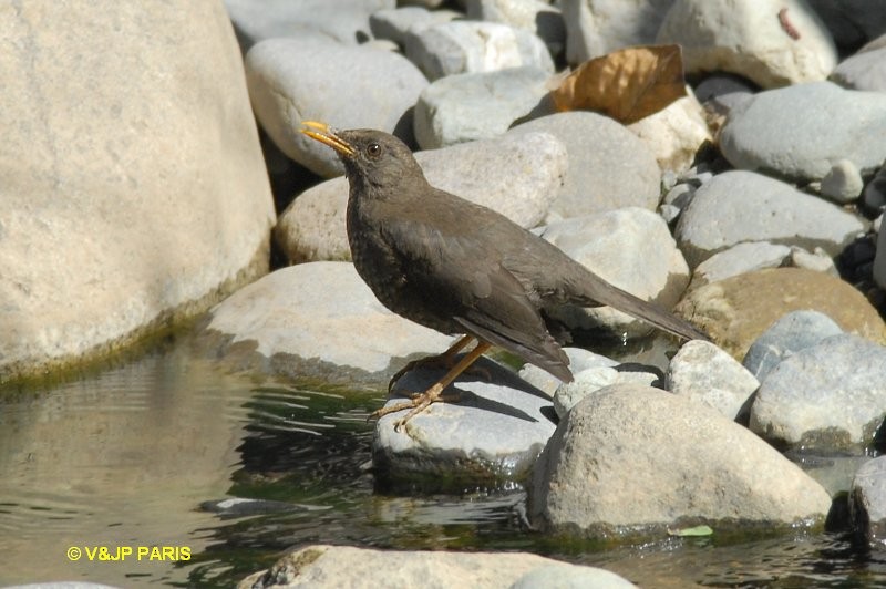 Chiguanco Thrush - ML642528878