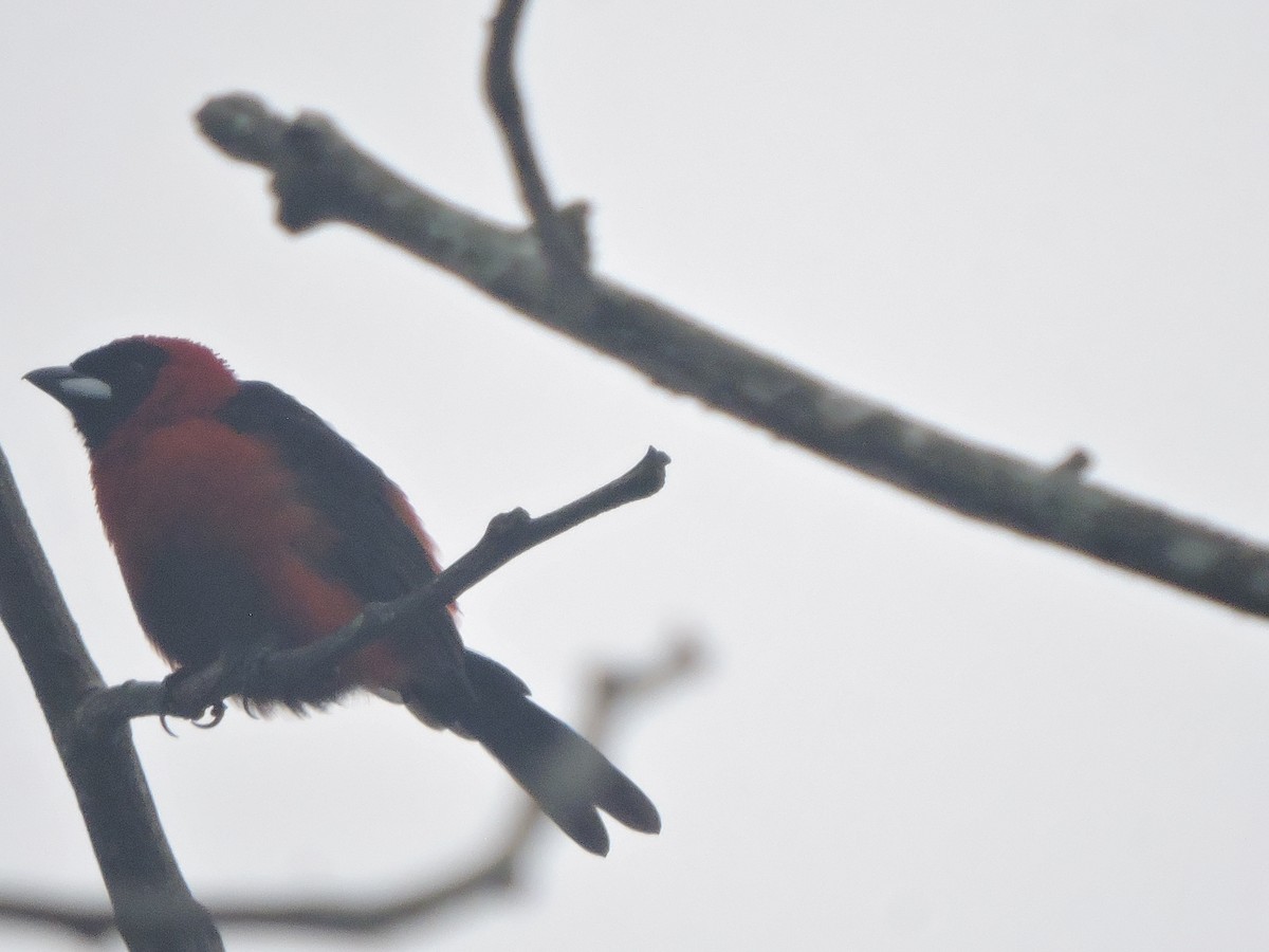Masked Crimson Tanager - ML642528880