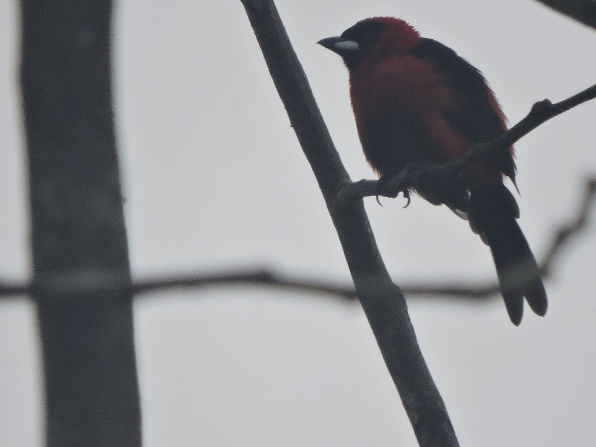 Masked Crimson Tanager - ML642528881