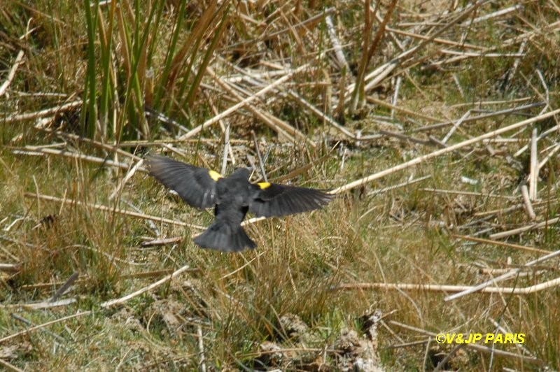 Yellow-winged Blackbird - ML642528885