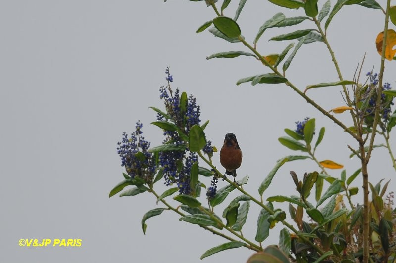 Black-throated Flowerpiercer - ML642528892