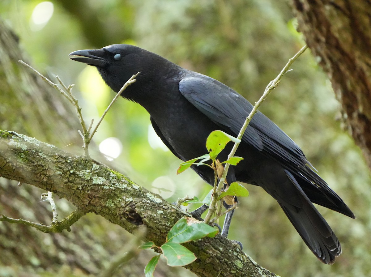 American Crow - ML642528893