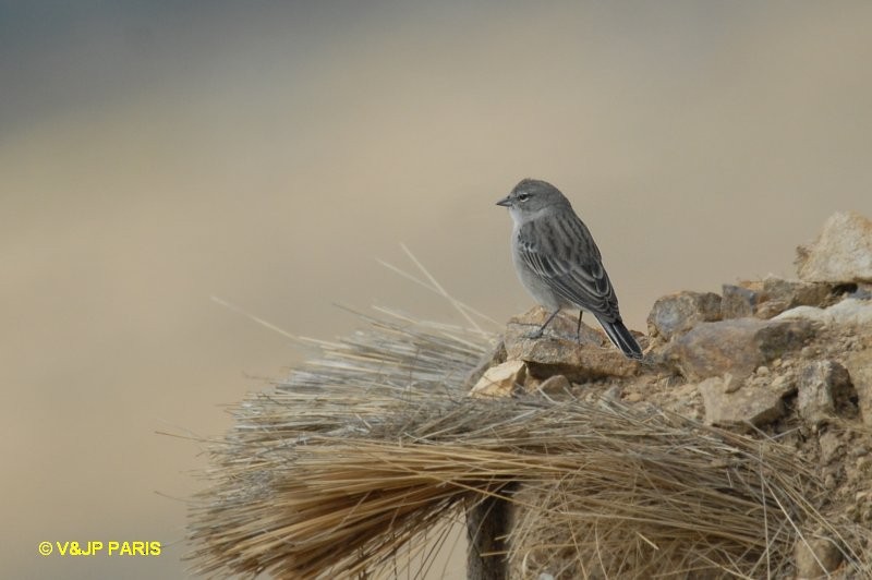 Ash-breasted Sierra Finch - ML642528902
