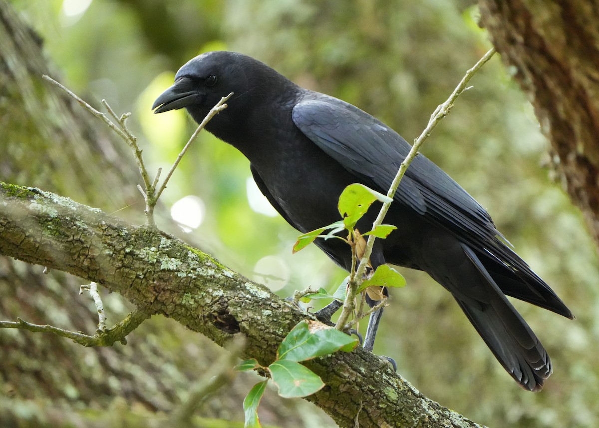American Crow - ML642528904
