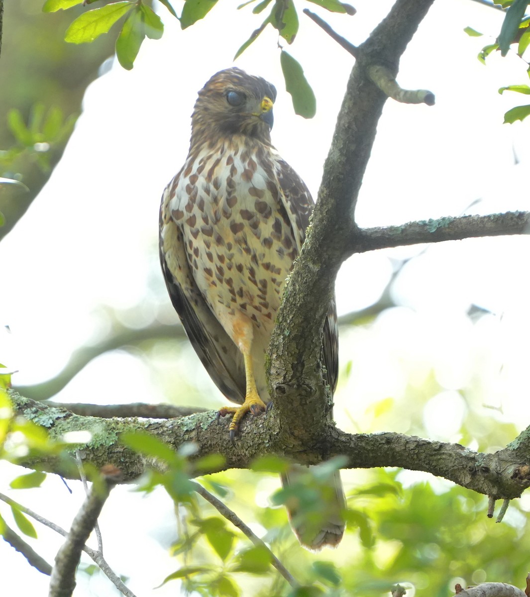 Red-shouldered Hawk - ML642528917