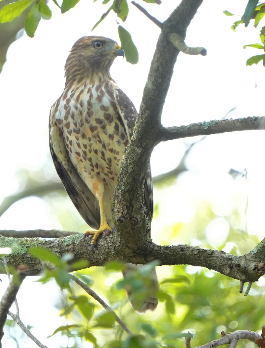 Red-shouldered Hawk - ML642528925