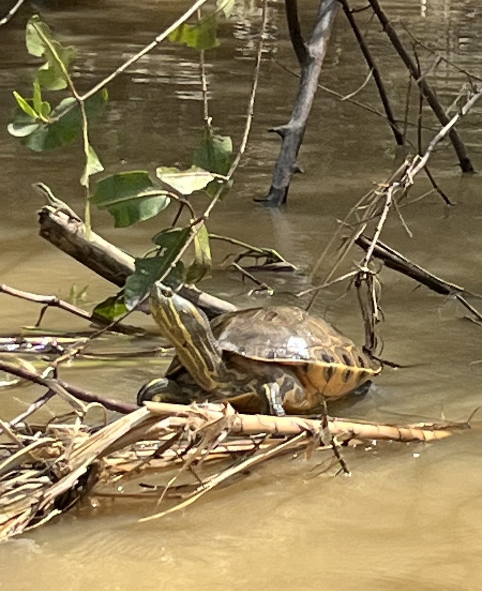 Black River Turtle - ML642528951