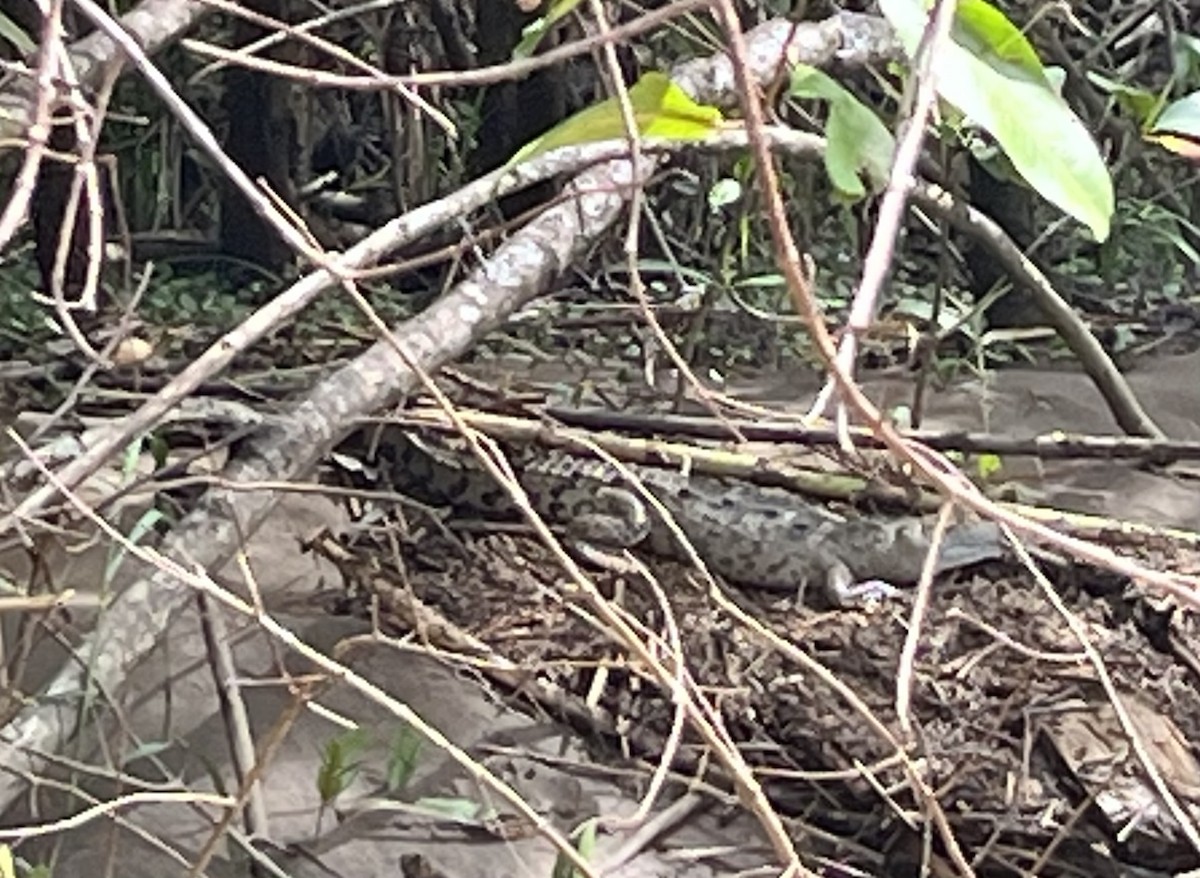 Crocodiles - ML642528952