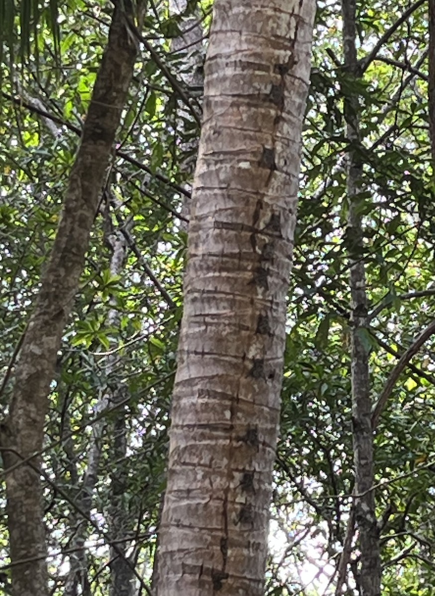 Long-tailed Bats - ML642528953