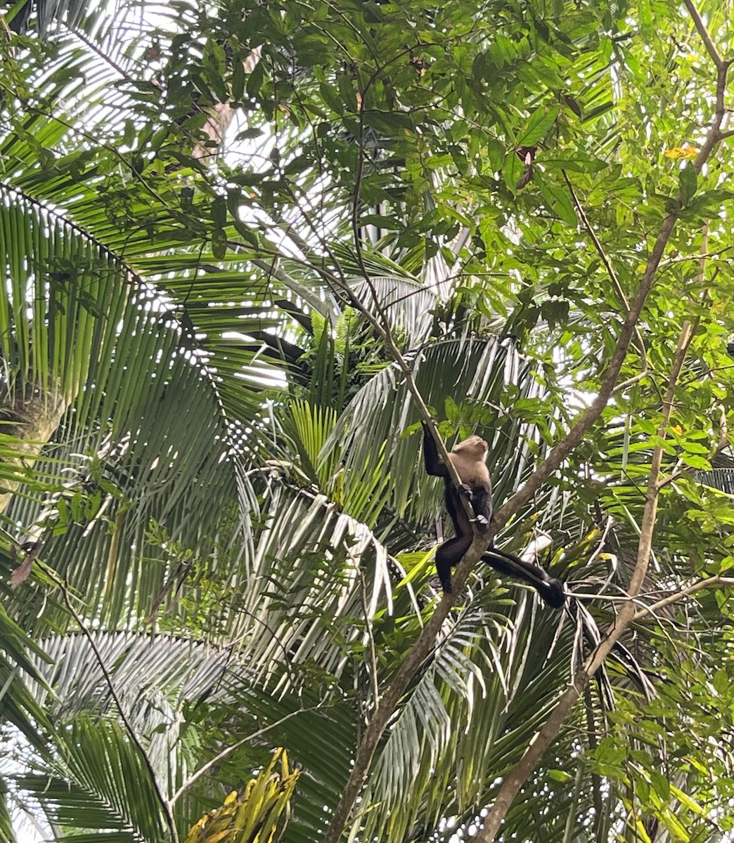 Central American White-faced Capuchin - ML642528954