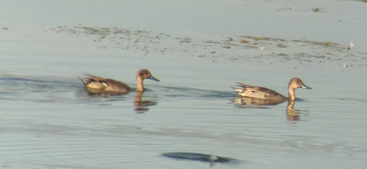Northern Pintail - ML642528966