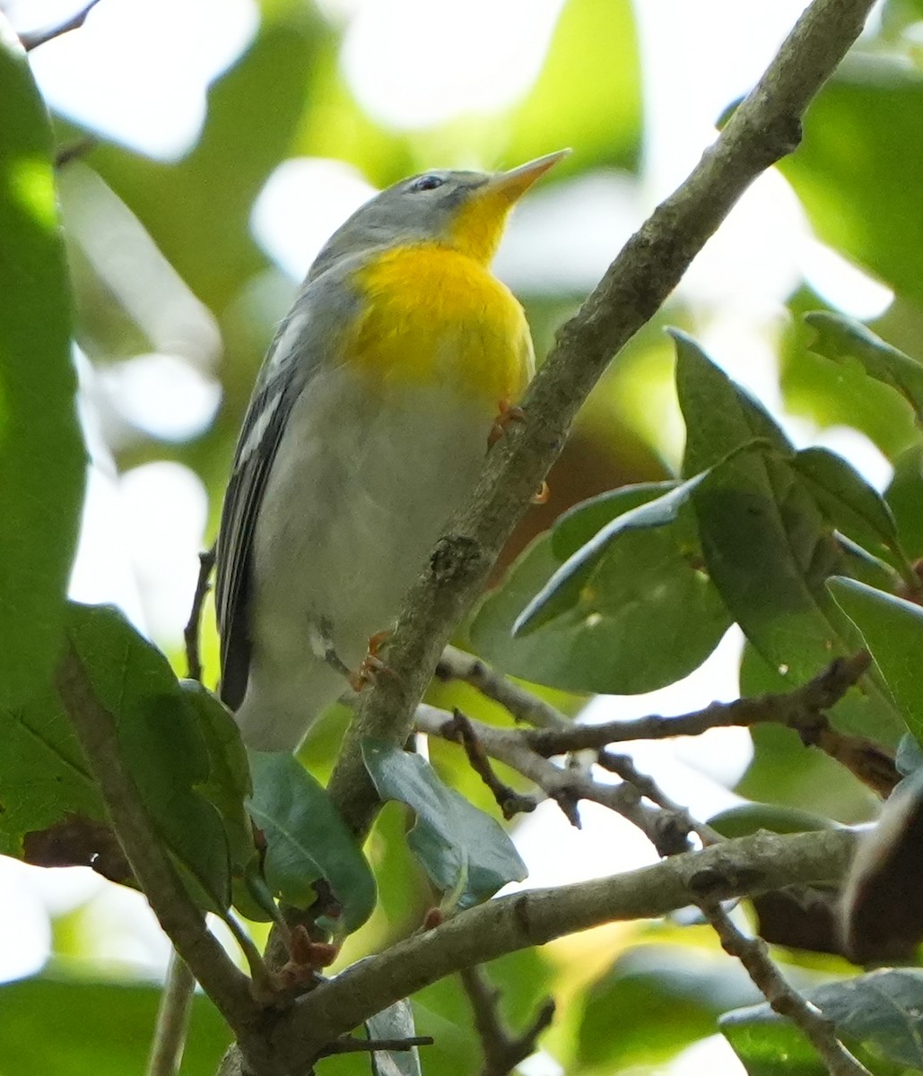 Northern Parula - ML642528975