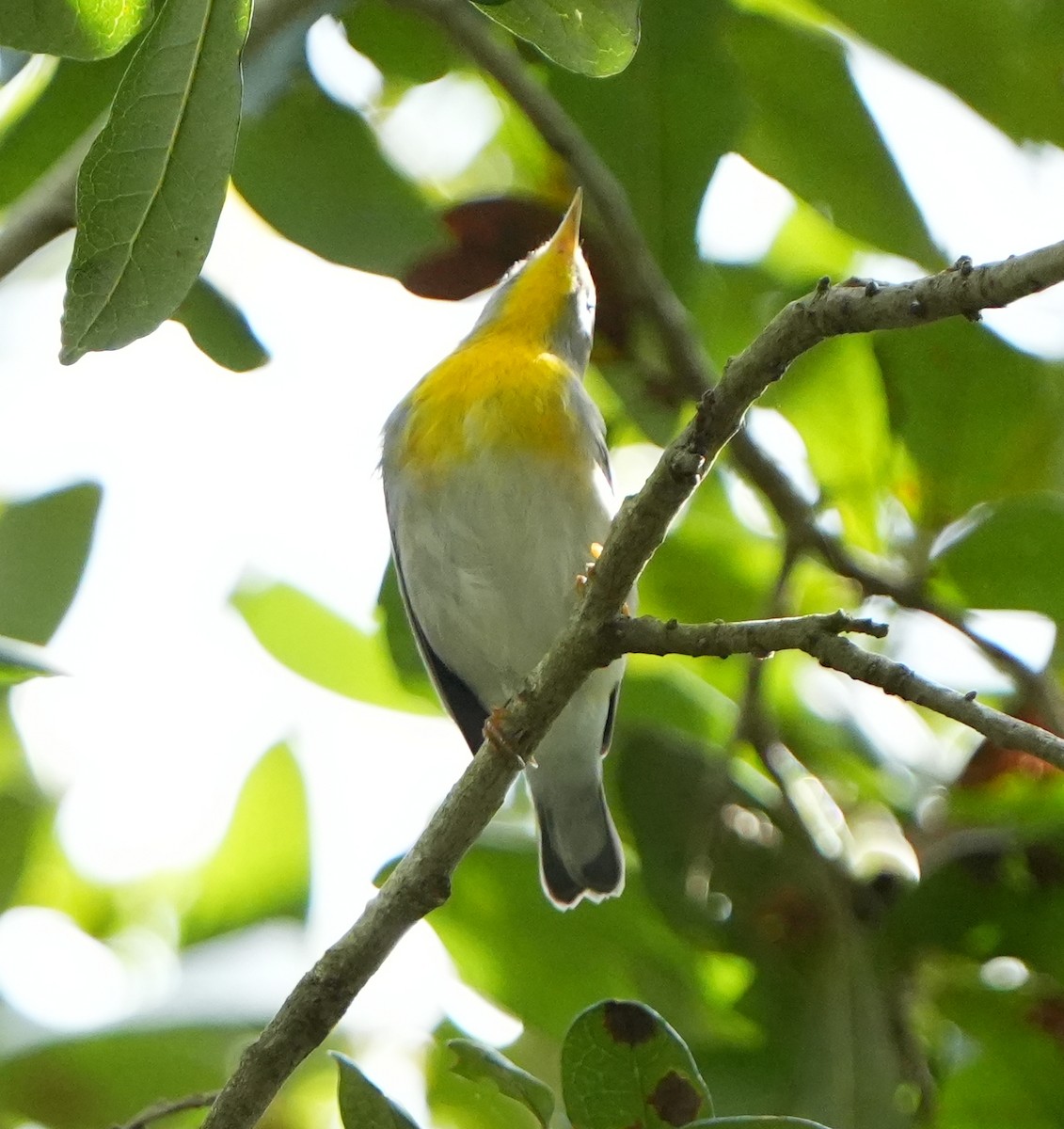 Northern Parula - ML642528977