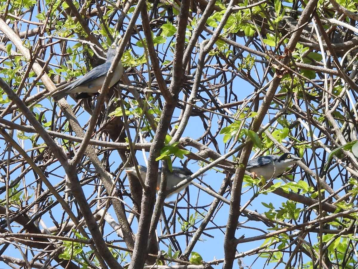 Hooded Tanager - ML642529019
