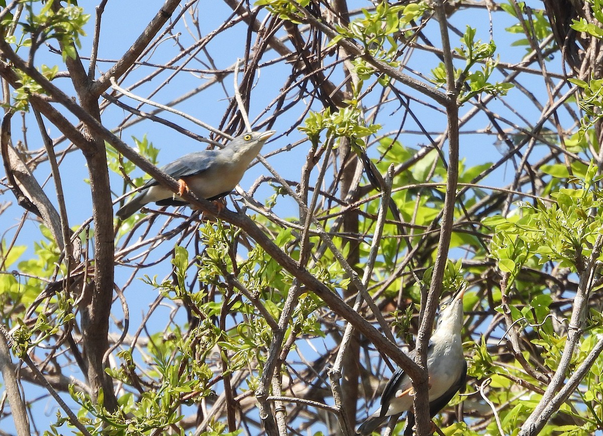 Hooded Tanager - ML642529025