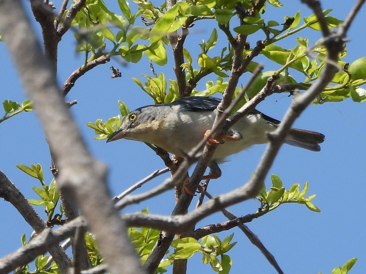 Hooded Tanager - ML642529029