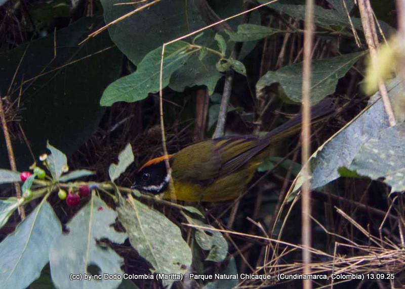 Moustached Brushfinch - ML642529030
