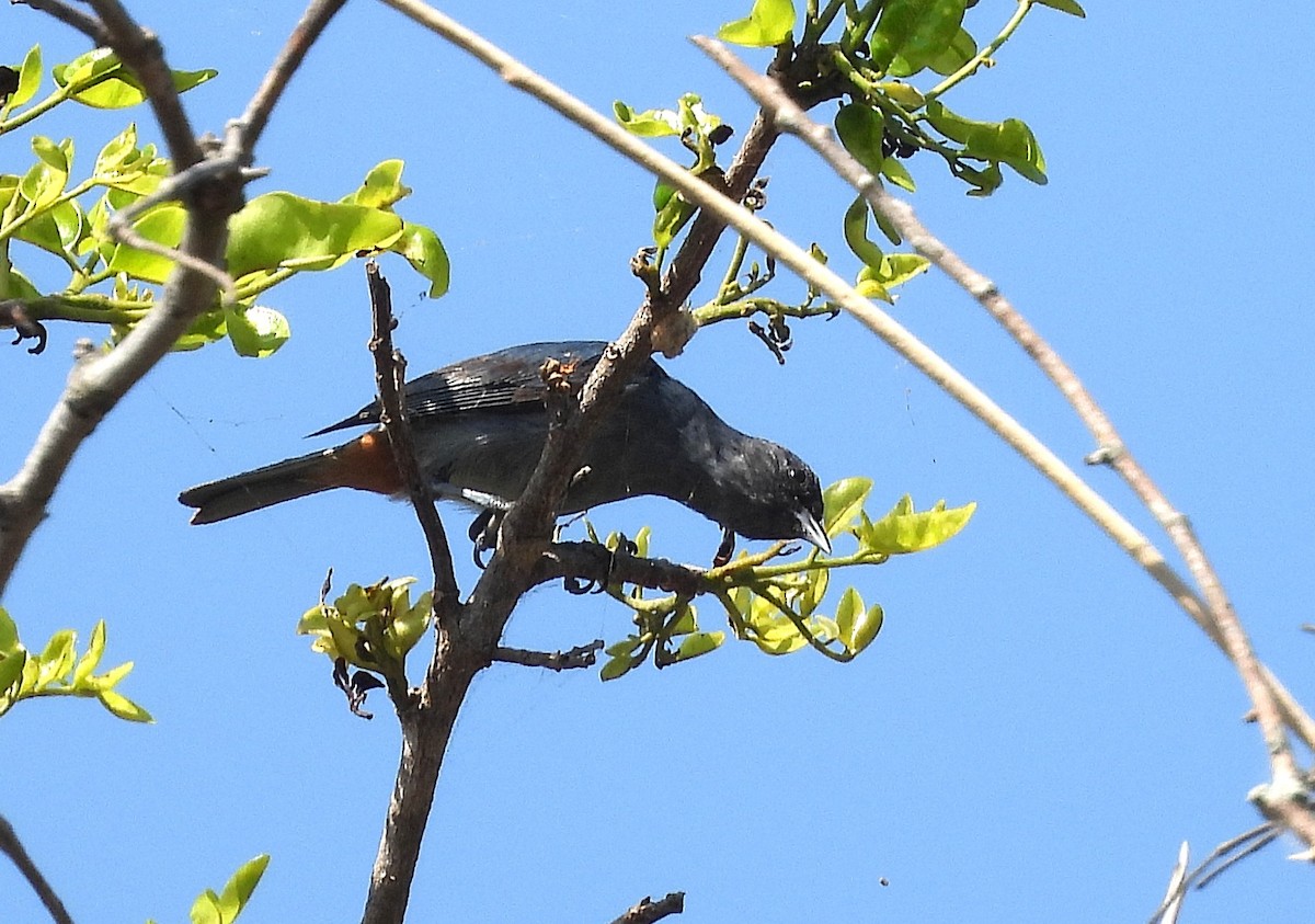 Chestnut-vented Conebill - ML642529033