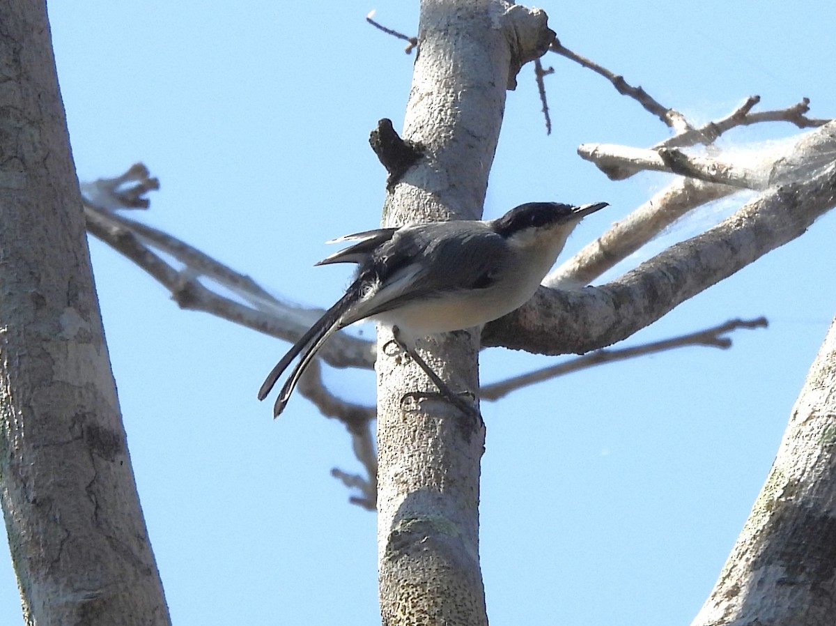 Hooded Tanager - ML642529047
