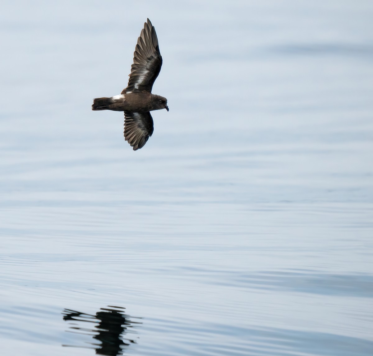European Storm-Petrel (Mediterranean) - ML642529048